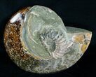 / Inch Cleoniceras Ammonite With Douvilleiceras #4124-2